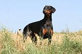 DOBERMANN 882